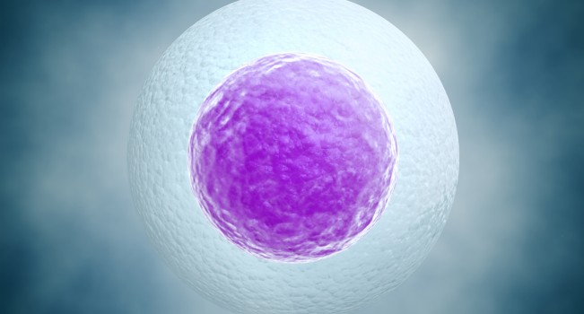 Human egg cell background